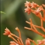 palm-pre-webos-quick-launch-bar.jpg