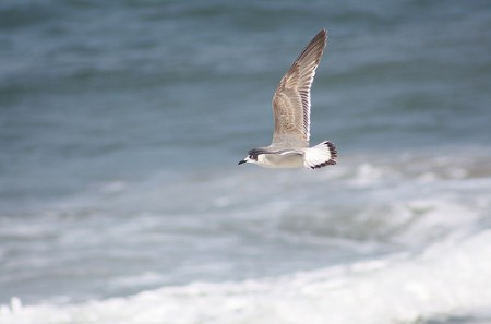 la-gaviota-la-gaviota