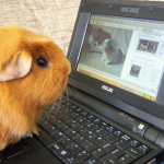Dicen que ASUS es la marca de PCs más confiable...