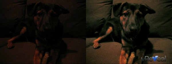 Dog_Couch_Compare