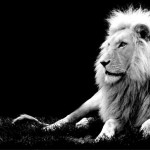 Safari en blanco y negro
