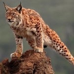 Ya puedes probar la beta1 de Ubuntu 10.04 "Lucid Lynx"