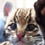 Ubuntu 11.10 (Oneiric Ocelot) disponible con soporte ARM