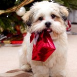 Wallpapers de la Semana: Feliz Navidad [Merry Xmas]